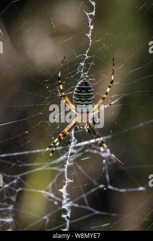 Argiope bruennichi (wasp manger / Wespenspinne spider) Banque D'Images