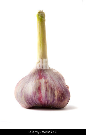 Tête d'ail sur un fond blanc Banque D'Images