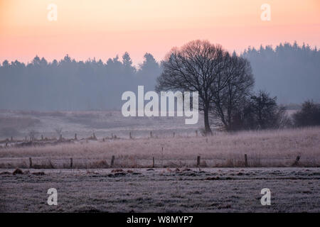 Arbre généalogique chauve dans golden dawn sur un champ en face de la sombre forêt brumeuse, Schleswig-Holstein Banque D'Images