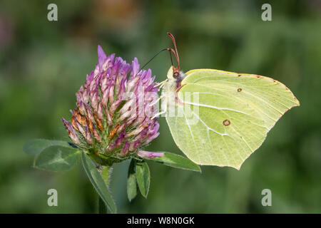 Lepidoptera Gonepteryx rhamni (Brimstone Butterfly Schmetterling / Zitronenfalter) Banque D'Images