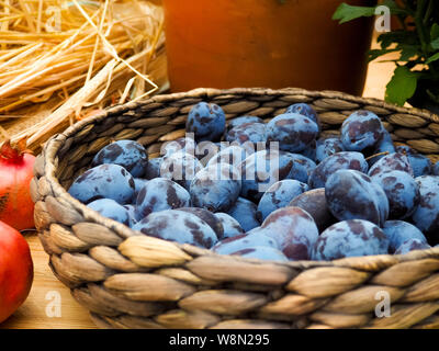 Prunes fraîches biologiques dans un panier en osier, la récolte. Banque D'Images