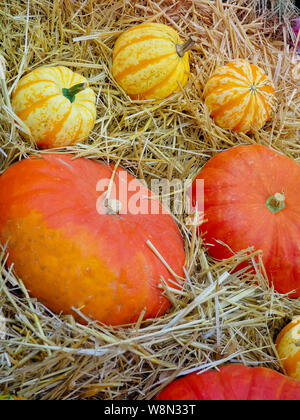 Le big orange citrouille citrouilles et l'autre dans le foin, country style, juste récolter à l'automne Banque D'Images