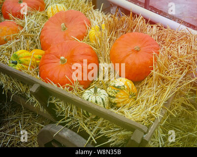 Le big orange citrouille citrouilles et l'autre dans le foin, country style, juste récolter à l'automne Banque D'Images