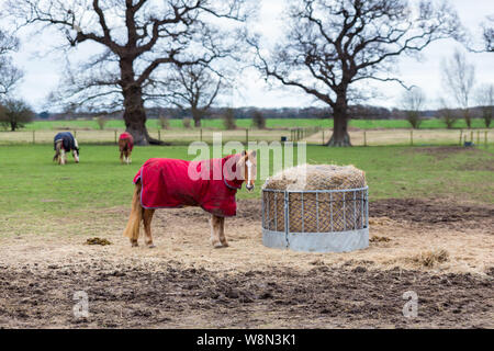 Un cheval solo debout dans un champ de foin hors pâturage dans la campagne du Suffolk. Il est à la direction de l'appareil photo et le port d'un manteau rouge pour rester au chaud Banque D'Images