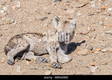 Une hyène tachetée, Crocuta crocuta, cub lying in the sun Banque D'Images