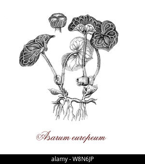 Le gingembre sauvage européenne ou Asarum botanical avec feuilles en forme de rein cultivé comme plante ornementale et utilisée en médecine traditionnelle comme émétique Banque D'Images