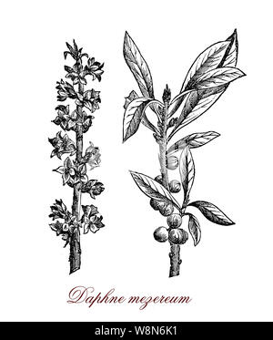 Daphne mezereum daphne Février ou arbustes d'ornement cultivés en jardin avec fleurs et fruits toxiques. Banque D'Images