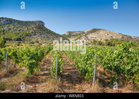 Vignoble dans Murvica près de Bol sur l'île de Brač, Croatie Banque D'Images