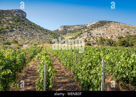 Vignoble dans Murvica près de Bol sur l'île de Brač, Croatie Banque D'Images