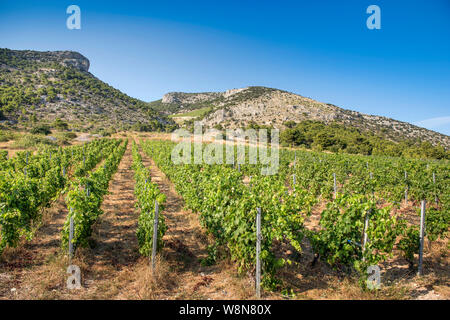 Vignoble dans Murvica près de Bol sur l'île de Brač, Croatie Banque D'Images