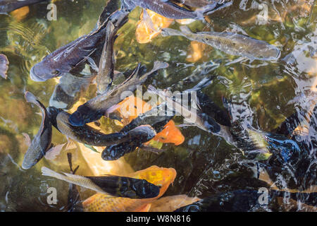 Koi de poissons colorés sur l'étang à Kyoto, au Japon. Poisson Koi est conservé à des fins décoratives dans l'air extérieur jardins zen Banque D'Images