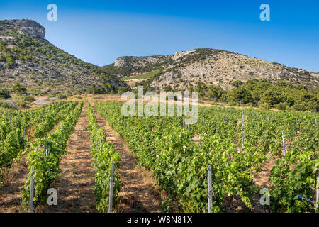 Vignoble dans Murvica près de Bol sur l'île de Brač, Croatie Banque D'Images