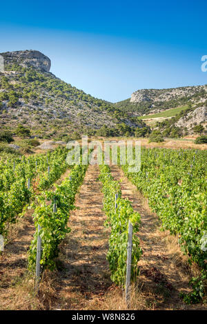 Vignoble dans Murvica près de Bol sur l'île de Brač, Croatie Banque D'Images