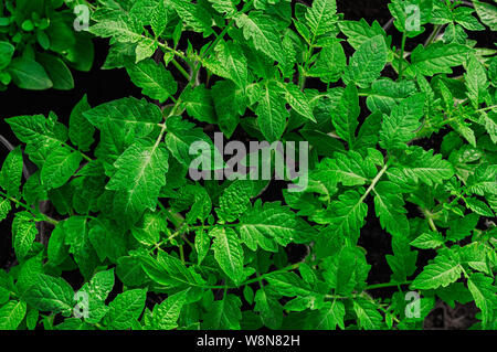Les jeunes plants de tomate, vue du dessus, close-up. Banque D'Images