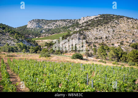 Vignoble dans Murvica près de Bol sur l'île de Brač, Croatie Banque D'Images