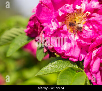 Collecte de l'abeille du nectar des fleurs Banque D'Images