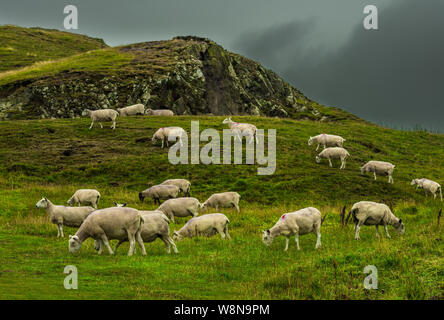 Troupeau de moutons sur les pâturages rocailleux en Ecosse Banque D'Images