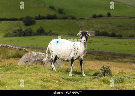 Swaledale brebis tondue avec molleton, dans la belle ville de Swaledale, Yorkshire, Angleterre.Scenic arrière-plan avec des champs verts et de pierres sèches. Paysage Banque D'Images