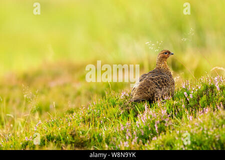 Lagopède des saules (Lagopus lagopus Nom scientifique :) jeune mâle lagopède des saules, se tenait dans l'habitat naturel des landes en août, avec herbes et purple Heather Banque D'Images