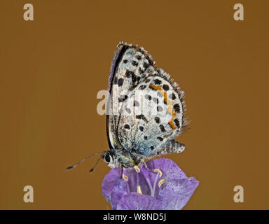 Portrait d'un Bauer papillon bleu, Euphilotes baueri, sur une fleur sauvage dans l'Oregon Cascades Banque D'Images