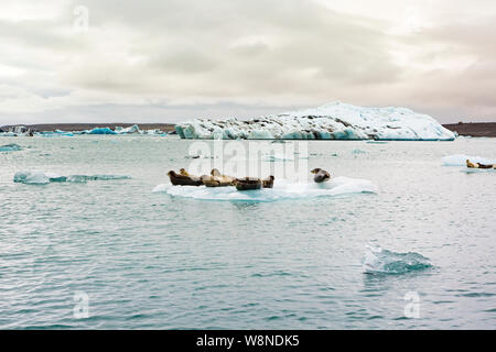 Un joint de détente sur un iceberg flottant sur le lac glaciaire Jökulsárlón en Islande Banque D'Images