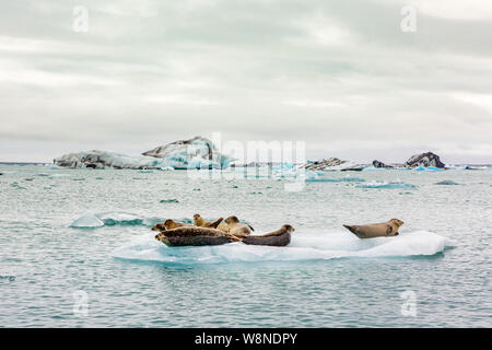 Un joint de détente sur un iceberg flottant sur le lac glaciaire Jökulsárlón en Islande Banque D'Images