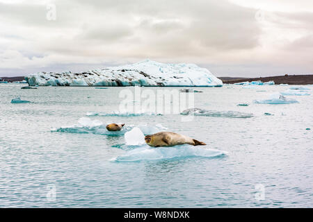 Un joint de détente sur un iceberg flottant sur le lac glaciaire Jökulsárlón en Islande Banque D'Images