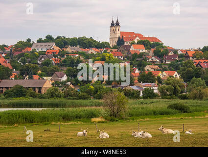 TIHANY EN HONGRIE - 30 juillet 2019 : bovins gris sont au lac intérieur (en hongrois : Belső tó) le 30 juillet 2019 à Tihany en Hongrie. Banque D'Images