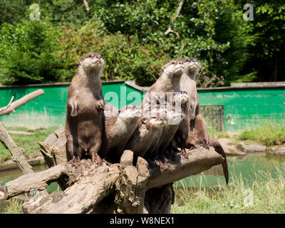 Les loutres court asiatique en attente de temps d'alimentation à la Loutre Tamar & Wildlife Centre, Nord, Petherwin Nr. Launceston, Cornwall, UK Banque D'Images