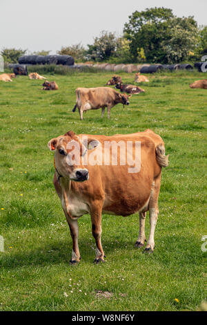 Un troupeau de vaches Jersey Banque D'Images