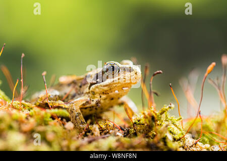 Grenouille rousse photographiés dans un contexte contrôlé avant d'être libéré de nouveau à où j'ai trouvé. Banque D'Images