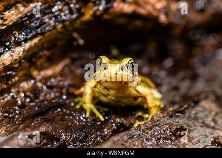 Grenouille rousse photographiés dans un contexte contrôlé avant d'être libéré de nouveau à où j'ai trouvé. Banque D'Images