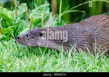 Loutre d'Europe à la British Wildlife Centre Banque D'Images