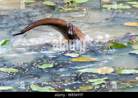 Loutre d'Europe plongée dans un lac Banque D'Images