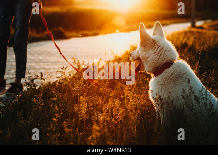 Vue arrière du chien blanc assis sur l'herbe haute avec crop femme propriétaire debout sur trottoir à proximité, dans Sunset Park sur fond rétroéclairé Banque D'Images