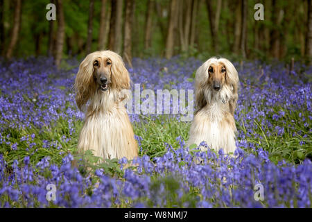 Deux Lévriers afghans dans un champ de fleurs sauvages Bluebell Banque D'Images