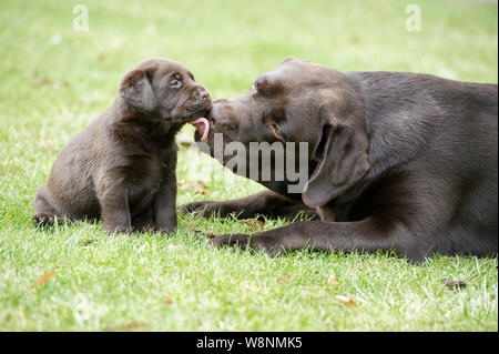 Maman chien labrador chocolat lèche son chiot âgé de 5 semaines. Banque D'Images
