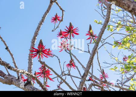 Flowers-Chandelier Eritrina (Erythrina speciosa). Arbre qui mesure 3 à 5 mètres de haut. La plante a des épines et est largement utilisé dans l'aménagement paysager en raison Banque D'Images