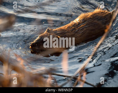 Le rat musqué (Ondatra zibethica) dans l'étang est éclairé par le soleil du soir Banque D'Images