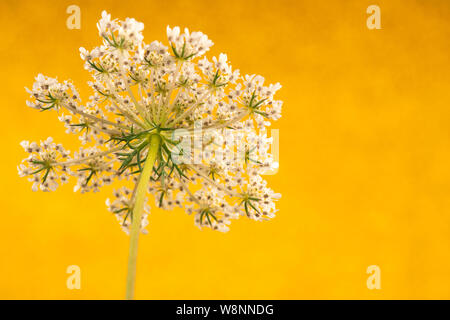 Cow parsley sur fond d'or. Close up fleur blanche Banque D'Images