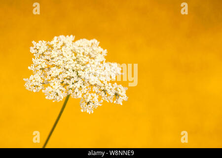 Cow parsley sur fond d'or. Close up fleur blanche Banque D'Images