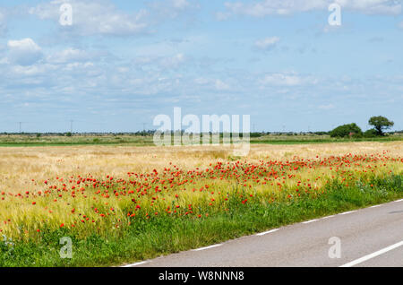 Coquelicots rouges par route dans un paysage à l'île de Oland en Suède Banque D'Images