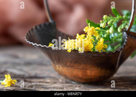 En fleurs fraîches, la verge d'Européen ou Solidago virgaurea plante dans un petit panier, selective focus Banque D'Images