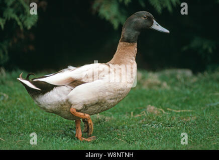 Canard domestique drake KAKI CAMPBELL. La ponte commerciale B​reed. Banque D'Images