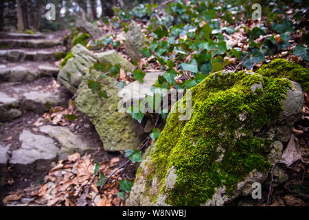 Un chemin à travers les bois dans le parc de Schönbrunn à Vienne, Autriche Banque D'Images