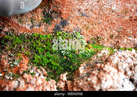 Moss, Bryum argenteum, argentés Porsild, Silver-Moss, texture mousse, mousse, mousse de fond sur de la pierre, Vert Mousse, mousse sur un fond de roche, Moss Theme Banque D'Images