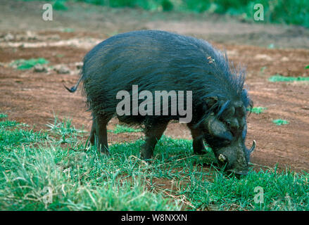 ​Giant (Hylochoerus meinertzhageni Porc forestier). Aberdare National Park, Kenya. L'Afrique de l'Est. Banque D'Images