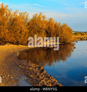 Parc Natural, Bages Bay, Narbonne France Banque D'Images