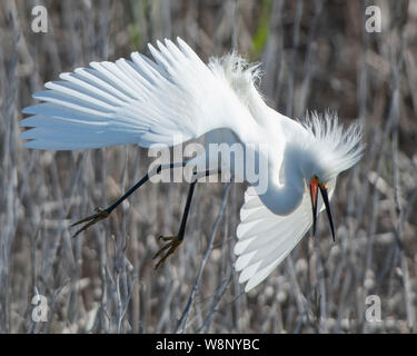 Aigrette neigeuse à l'Edwin B. Forsythe National Wildlife Refuge au New Jersey Banque D'Images