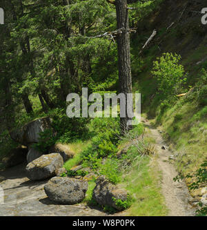 Ou : Le comté de Douglas, cascades, forêt nationale d'Umpqua, Wolf Creek Trail. Sentier passe sous les falaises au bord de la Petite Rivière. Banque D'Images